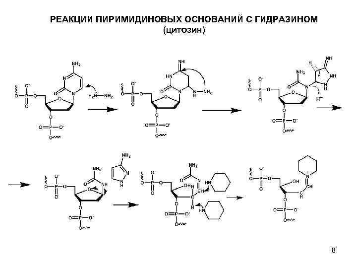 Нуклеиновые кислоты реакции