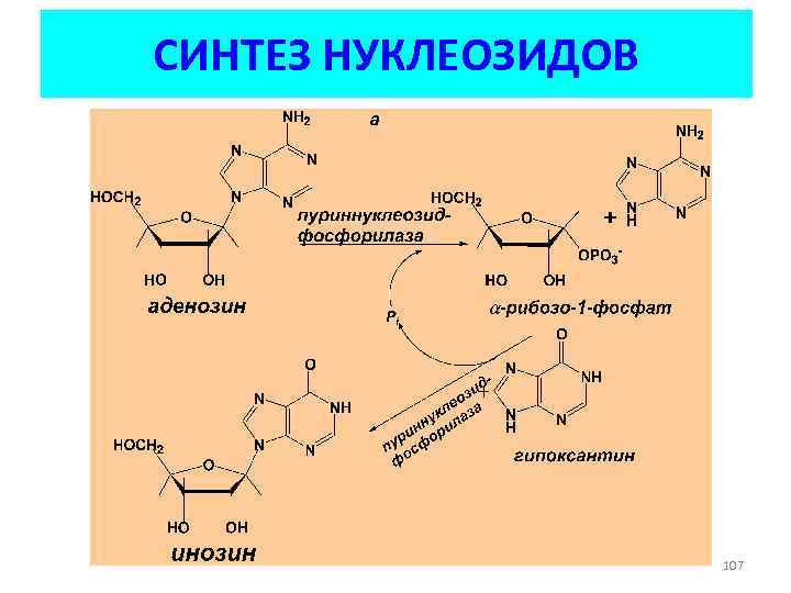 СИНТЕЗ НУКЛЕОЗИДОВ 107 