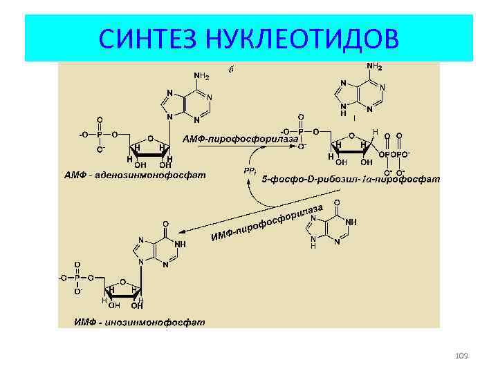 СИНТЕЗ НУКЛЕОТИДОВ 109 