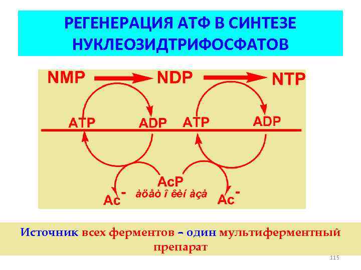 РЕГЕНЕРАЦИЯ АТФ В СИНТЕЗЕ НУКЛЕОЗИДТРИФОСФАТОВ Источник всех ферментов – один мультиферментный препарат 115 
