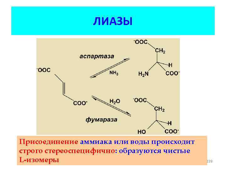 ЛИАЗЫ Присоединение аммиака или воды происходит строго стереоспецифично: образуются чистые L-изомеры 129 