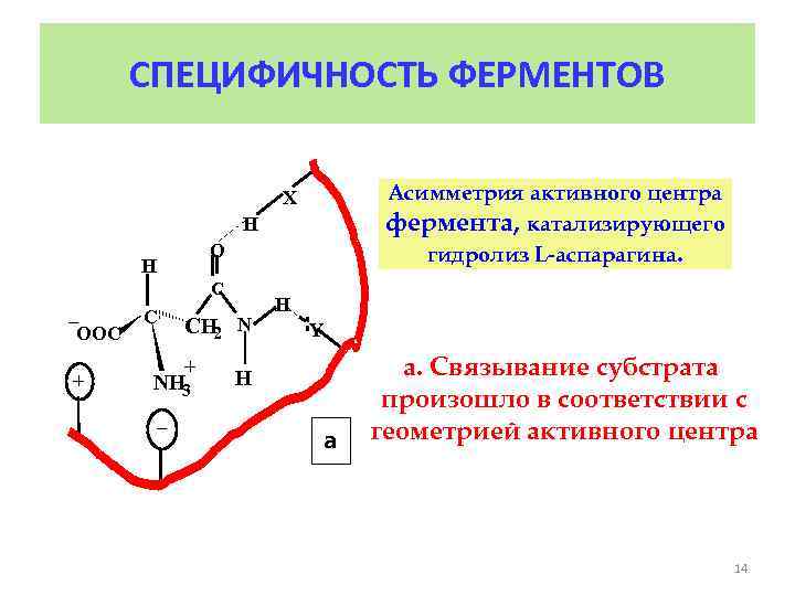 СПЕЦИФИЧНОСТЬ ФЕРМЕНТОВ Асимметрия активного центра фермента, катализирующего гидролиз L-аспарагина. X H O H C