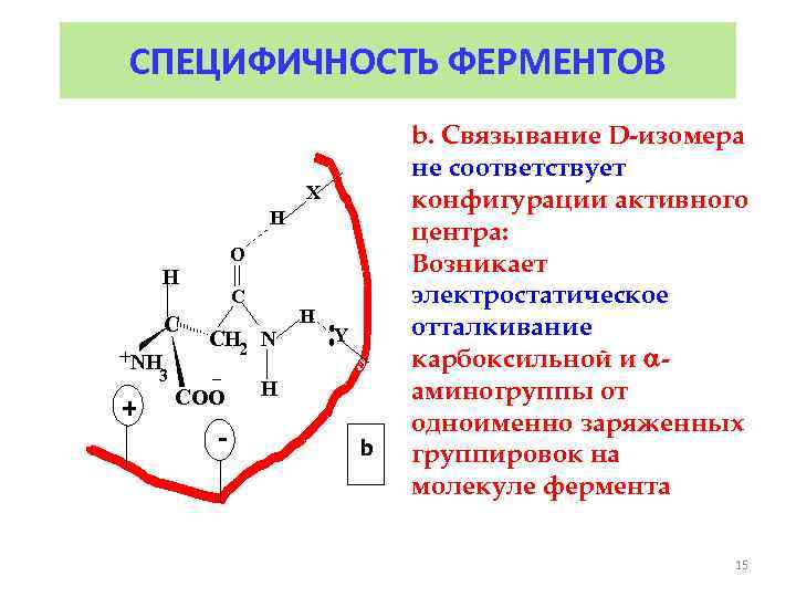 Молекула фермента. Структура молекулы фермента. Строение молекулы фермента. Схема молекулы фермента. Инженерная энзимология.