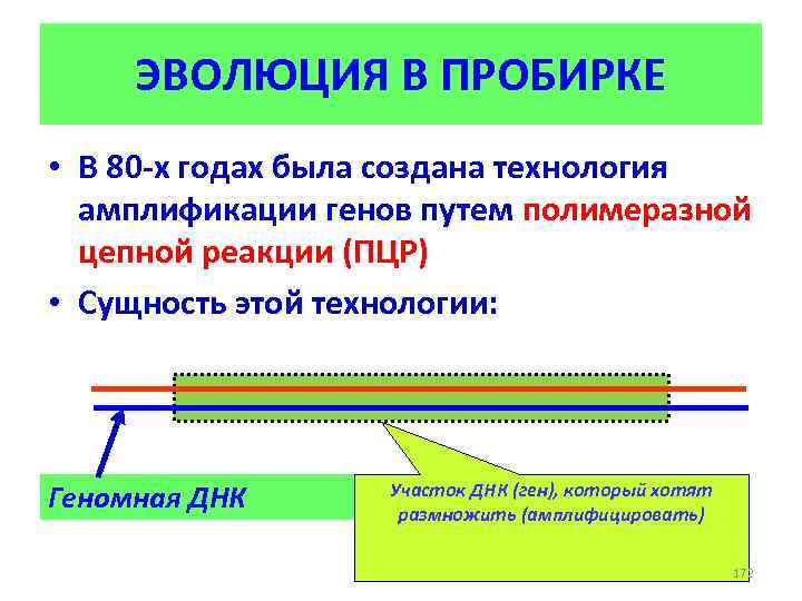 ЭВОЛЮЦИЯ В ПРОБИРКЕ • В 80 -х годах была создана технология амплификации генов путем