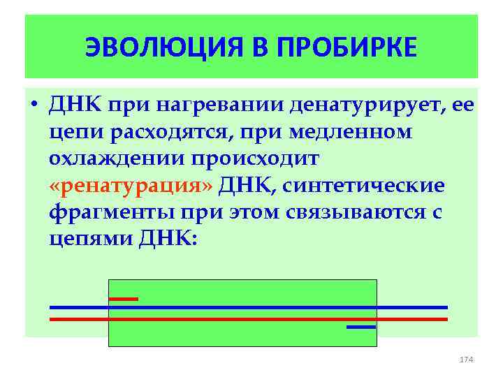 ЭВОЛЮЦИЯ В ПРОБИРКЕ • ДНК при нагревании денатурирует, ее цепи расходятся, при медленном охлаждении