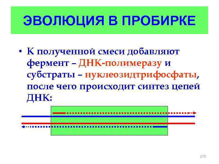 ЭВОЛЮЦИЯ В ПРОБИРКЕ • К полученной смеси добавляют фермент – ДНК-полимеразу и субстраты –