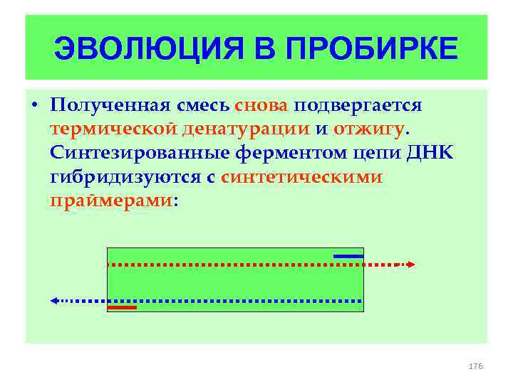 ЭВОЛЮЦИЯ В ПРОБИРКЕ • Полученная смесь снова подвергается термической денатурации и отжигу. Синтезированные ферментом