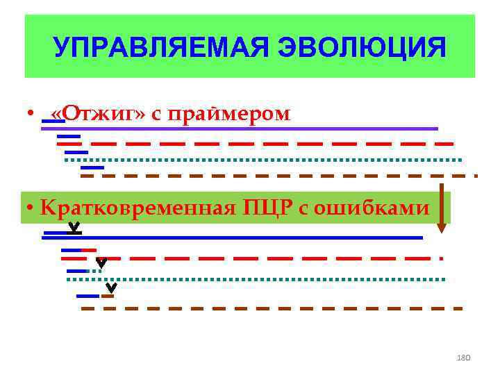 УПРАВЛЯЕМАЯ ЭВОЛЮЦИЯ • «Отжиг» с праймером • Кратковременная ПЦР с ошибками 180 