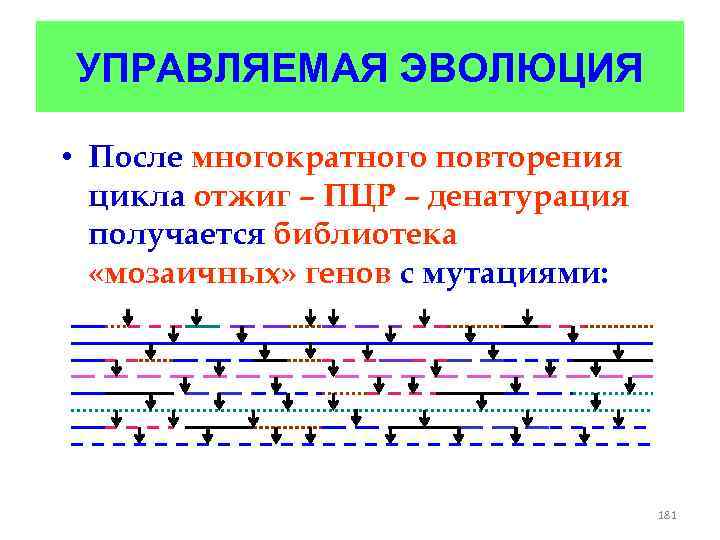 УПРАВЛЯЕМАЯ ЭВОЛЮЦИЯ • После многократного повторения цикла отжиг – ПЦР – денатурация получается библиотека