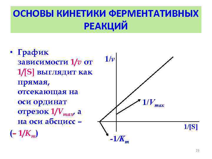 ОСНОВЫ КИНЕТИКИ ФЕРМЕНТАТИВНЫХ РЕАКЦИЙ • График зависимости 1/v от 1/[S] выглядит как прямая, отсекающая