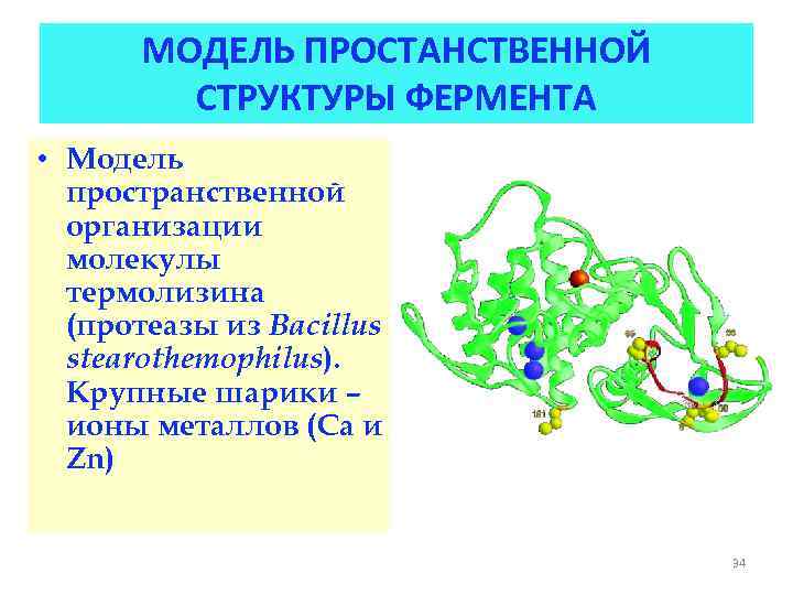 Инженерная энзимология презентация