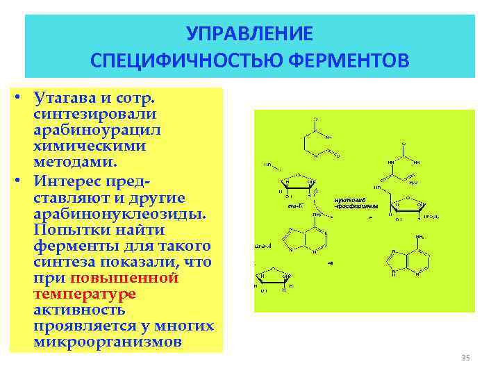 УПРАВЛЕНИЕ СПЕЦИФИЧНОСТЬЮ ФЕРМЕНТОВ • Утагава и сотр. синтезировали арабиноурацил химическими методами. • Интерес представляют