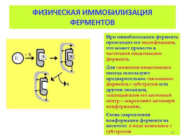 ФИЗИЧЕСКАЯ ИММОБИЛИЗАЦИЯ ФЕРМЕНТОВ При иммобилизации фермента происходит его модификация, что может привести к частичной