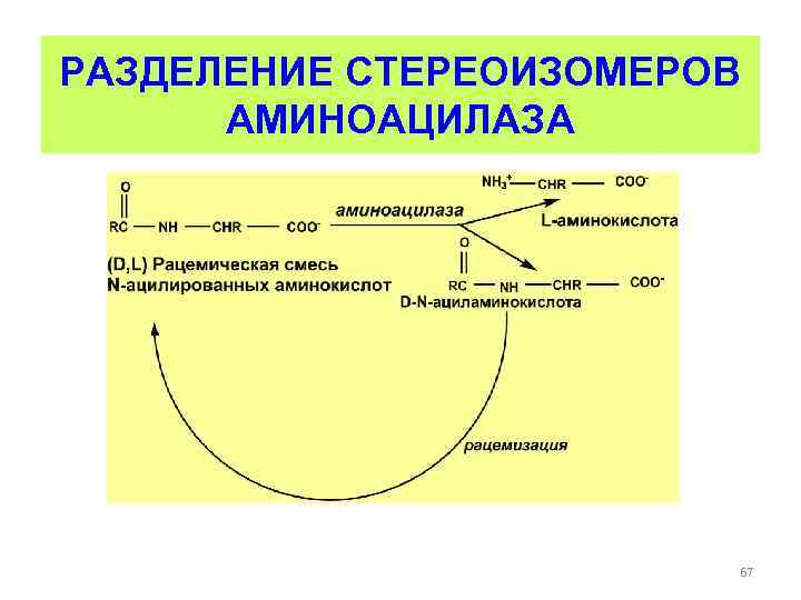 РАЗДЕЛЕНИЕ СТЕРЕОИЗОМЕРОВ АМИНОАЦИЛАЗА 67 