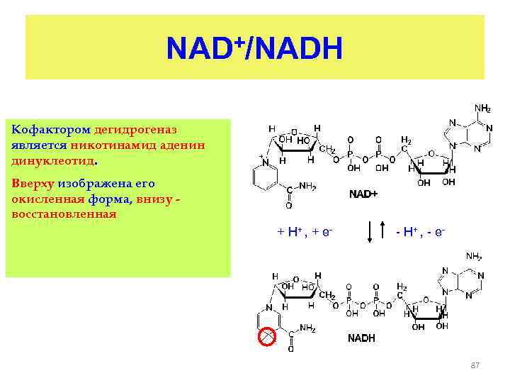 NAD+/NADH Кофактором дегидрогеназ является никотинамид аденин динуклеотид. Вверху изображена его окисленная форма, внизу восстановленная