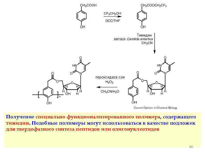 Схема образования тимидина