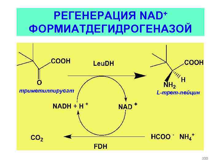 РЕГЕНЕРАЦИЯ NAD+ ФОРМИАТДЕГИДРОГЕНАЗОЙ триметилпируват L-трет-лейцин 100 