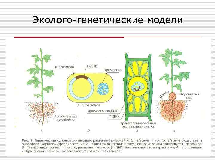 Эколого генетические модели 