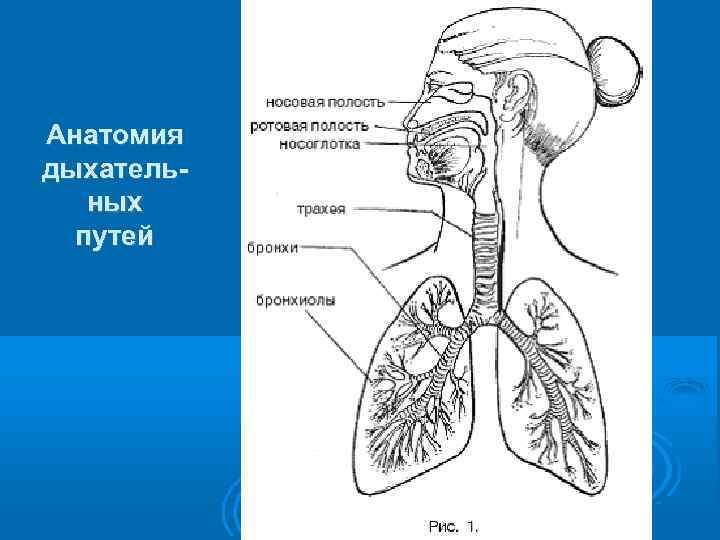 Анатомия дыхательных путей 
