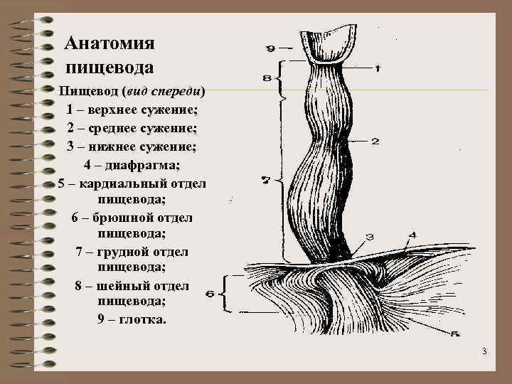 Анатомия пищевода Пищевод (вид спереди) 1 – верхнее сужение; 2 – среднее сужение; 3