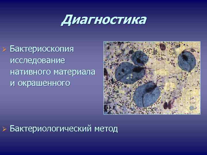 Диагностика Ø Бактериоскопия исследование нативного материала и окрашенного Ø Бактериологический метод 