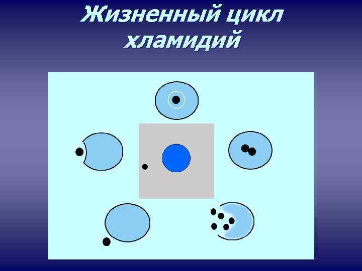 Жизненный цикл хламидий 