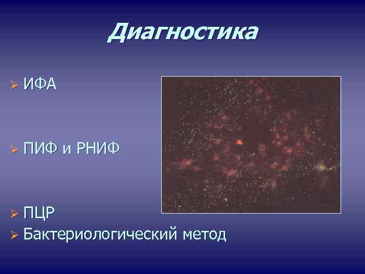 Диагностика Ø ИФА Ø ПИФ и РНИФ Ø ПЦР Ø Бактериологический метод 