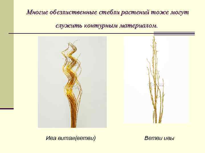 Многие обезлиственные стебли растений тоже могут служить контурным материалом. Ива витая(ветви) Ветви ивы 