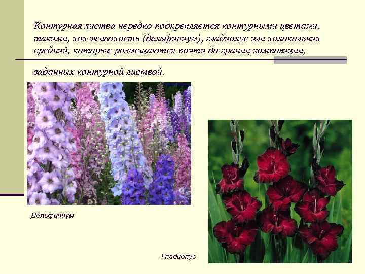Контурная листва нередко подкрепляется контурными цветами, такими, как живокость (дельфиниум), гладиолус или колокольчик средний,