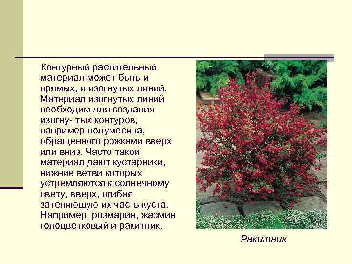  Контурный растительный материал может быть и прямых, и изогнутых линий. Материал изогнутых линий