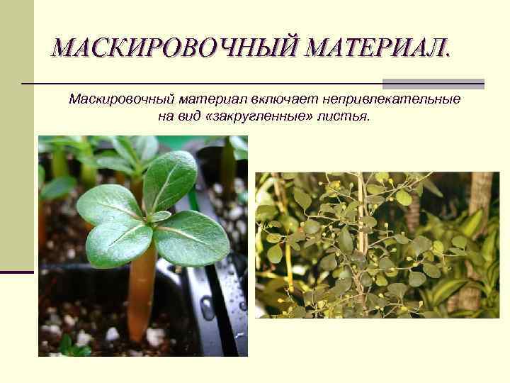 МАСКИРОВОЧНЫЙ МАТЕРИАЛ. Маскировочный материал включает непривлекательные на вид «закругленные» листья. 