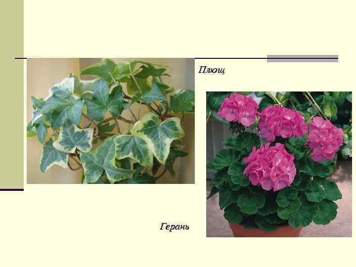  Плющ Герань 