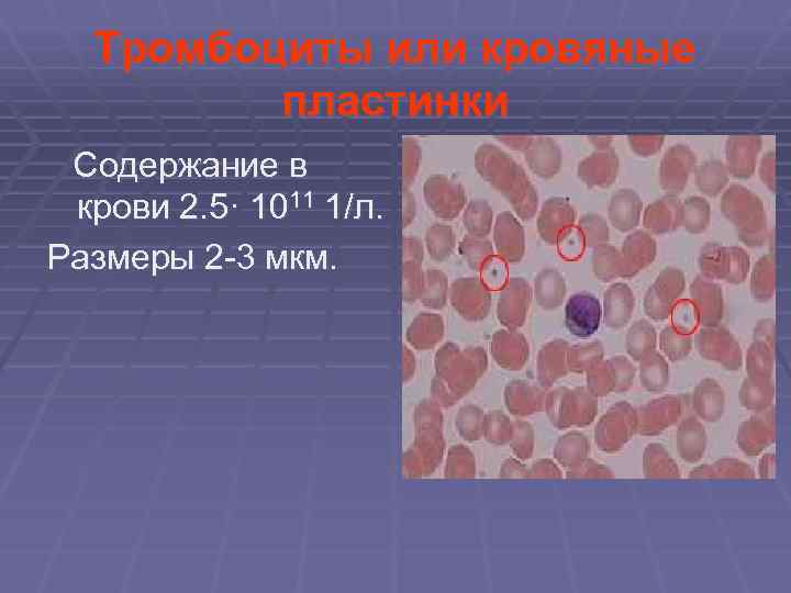 Тромбоциты или кровяные пластинки Содержание в крови 2. 5· 1011 1/л. Размеры 2 -3