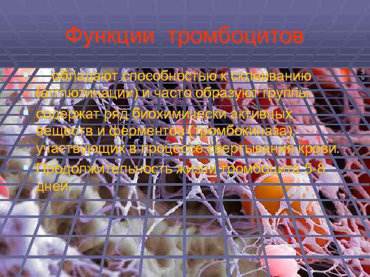 Функции тромбоцитов § обладают способностью к склеиванию (агглютинации) и часто образуют группы. § содержат