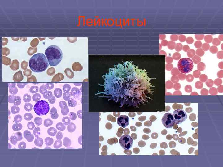 Лейкоциты 