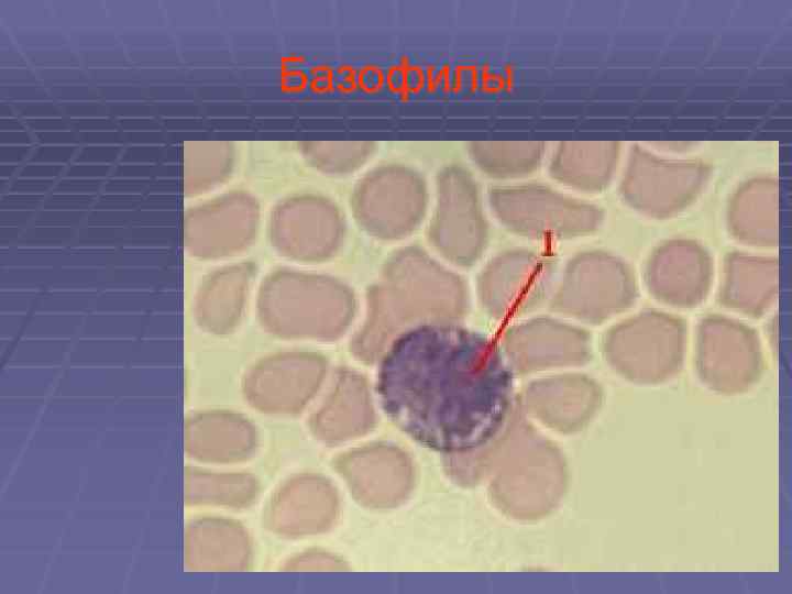 Базофилы 