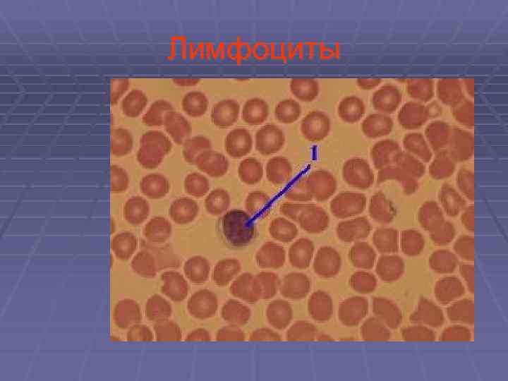 Лимфоциты 