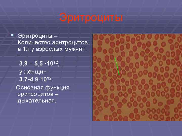 Эритроциты § Эритроциты – Количество эритроцитов в 1 л у взрослых мужчин – 3,