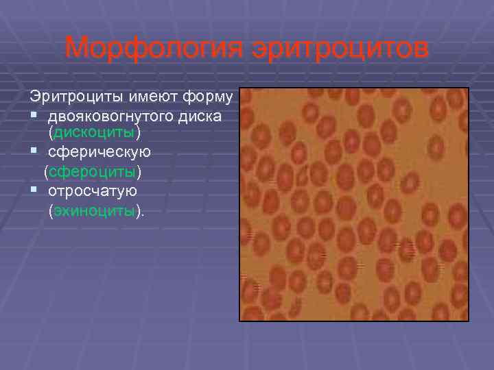 Морфология эритроцитов Эритроциты имеют форму § двояковогнутого диска (дискоциты) § сферическую (сфероциты) § отросчатую