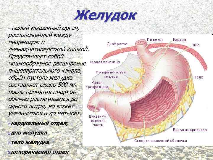 Желудок - полый мышечный орган, расположенный между пищеводом и двенадцатиперстной кишкой. Представляет собой мешкообразное