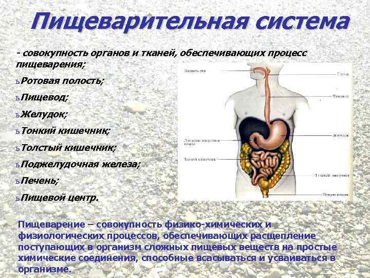 Пищеварительная система - совокупность органов и тканей, обеспечивающих процесс пищеварения; ь Ротовая полость; ь