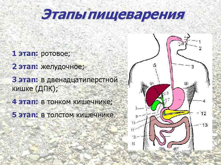 Этапы пищеварения 1 этап: ротовое; 2 этап: желудочное; 3 этап: в двенадцатиперстной кишке (ДПК);
