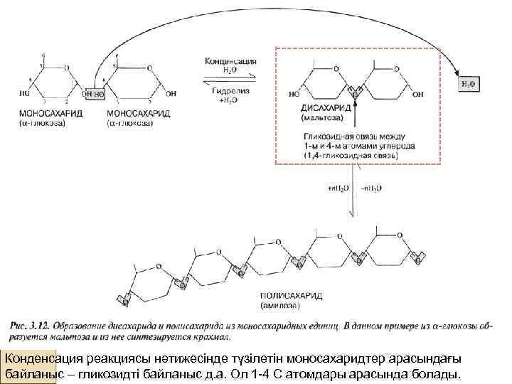 Конденсация реакциясы нәтижесінде түзілетін моносахаридтер арасындағы байланыс – гликозидті байланыс д. а. Ол 1