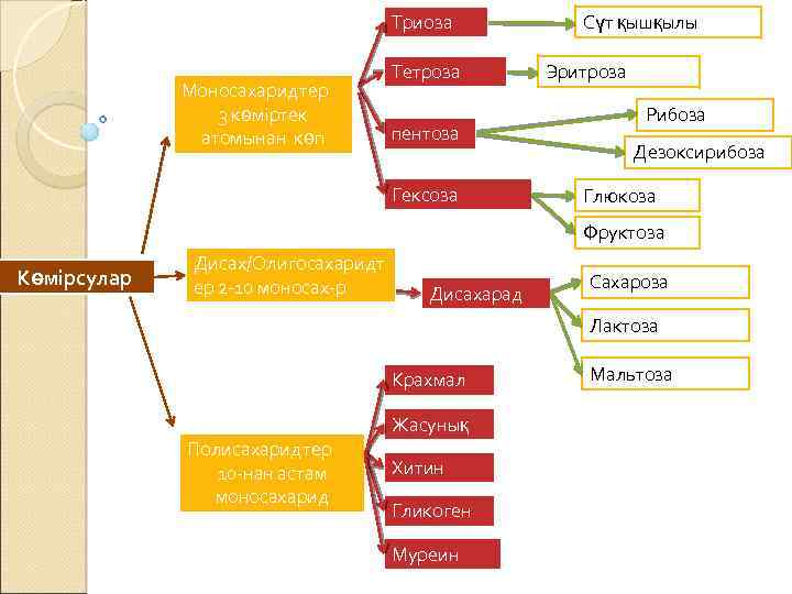 Триоза Моносахаридтер 3 көміртек атомынан көп Тетроза пентоза Гексоза Сүт қышқылы Эритроза Рибоза Дезоксирибоза