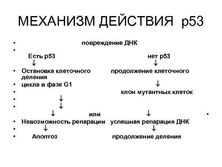 МЕХАНИЗМ ДЕЙСТВИЯ р53 • повреждение ДНК • Есть р53 нет р53 • Остановка клеточного