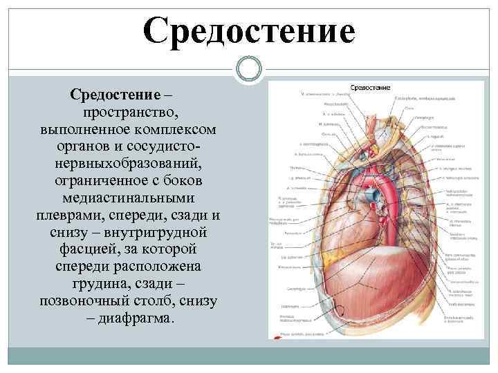 Средостение – пространство, выполненное комплексом органов и сосудисто нервныхобразований, ограниченное с боков медиастинальными плеврами,