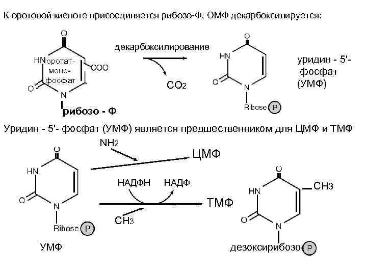 К оротовой кислоте присоединяется рибозо-Ф, ОМФ декарбоксилируется: декарбоксилирование оротатмонофосфат уридин - 5'фосфат (УМФ) СО