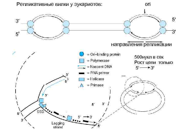 Репликативные вилки у эукариотов: ori 3‘ 5' 5' 3' направления репликации 500 нукл в