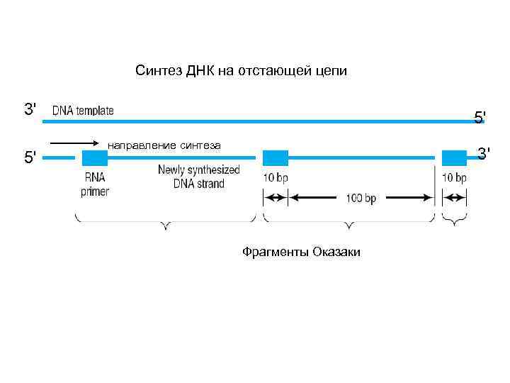 Синтез ДНК на отстающей цепи 3' 5' 5' направление синтеза 3' Фрагменты Оказаки 