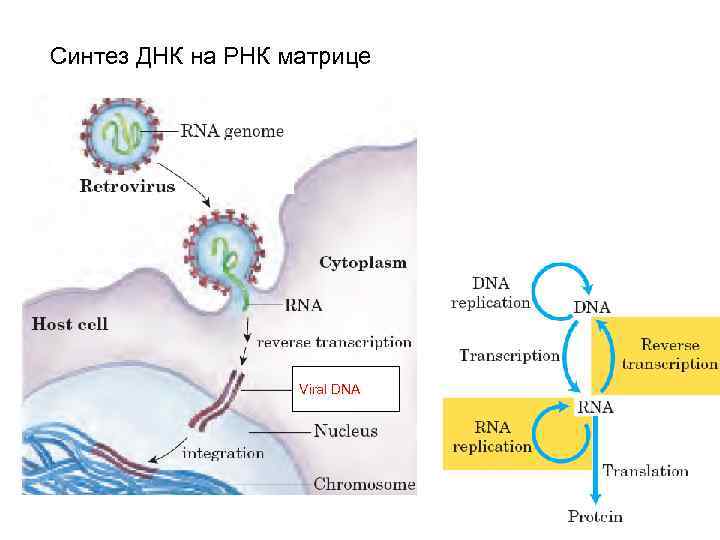 Днк участвует в биосинтезе рнк. Синтез МРНК на матрице ДНК. Синтез РНК на матрице ДНК схема. Синтез ИРНК на матрице ДНК. Синтез ДНК на матрице РНК фермент.